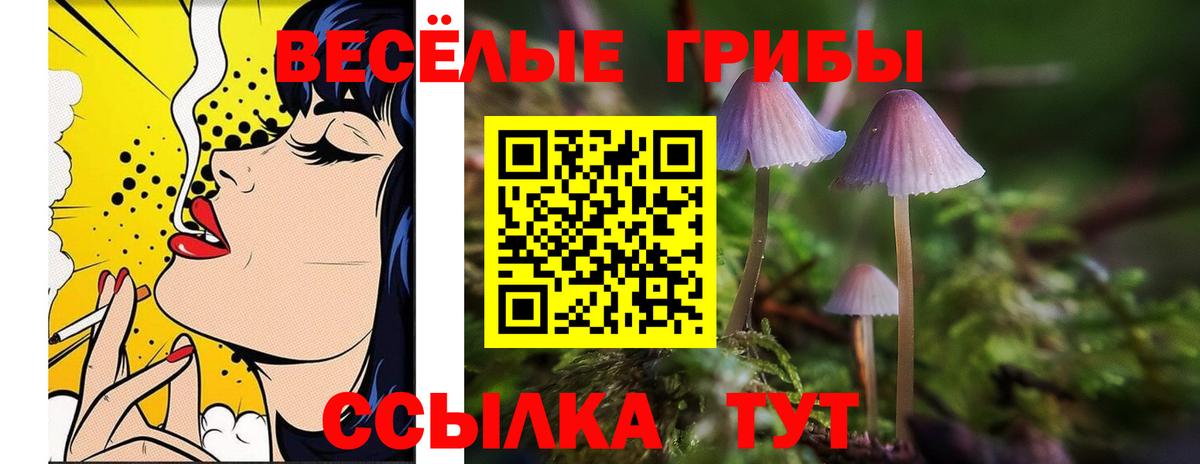 Псилоцибиновые грибы Psilocybine cubensis Клинцы